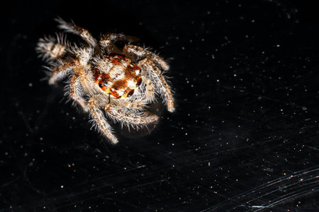 Jumping spider on a black background