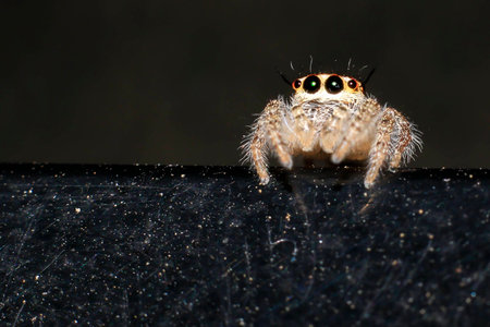 Jumping spider on a black backgroundの写真素材