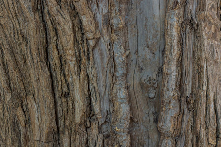 Background tree bark.の写真素材