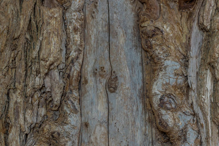 Background tree bark.