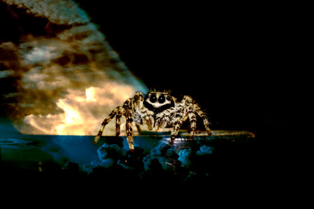 Jumping spider.