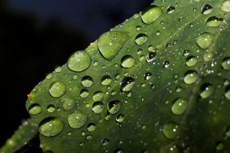 Water droplets on a leaf.