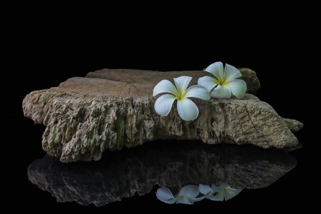 Plumeria flower on old wood and black backdrop.の写真素材