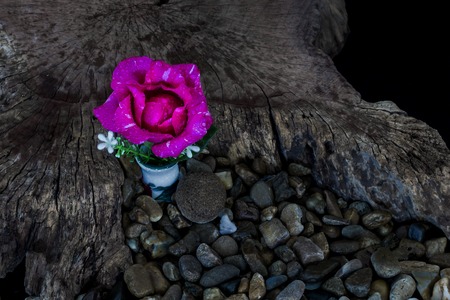 Rose on old wood.の写真素材