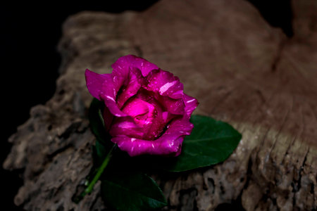 Rose on old wood.の写真素材