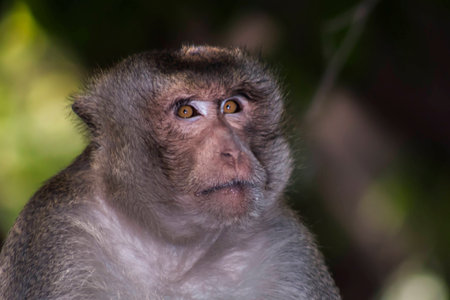 eye Monkey