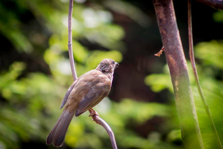 Bird perch on tree branches.の写真素材