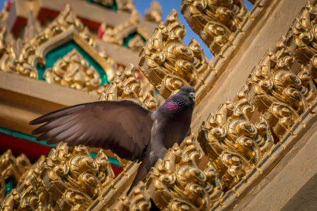 Pigeons on the church roof.の写真素材