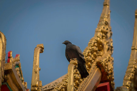 Pigeons on the church roof.の写真素材