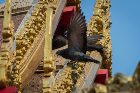 Pigeons on the church roof.
