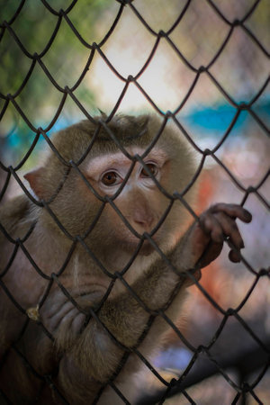 Monkey in the cageの写真素材