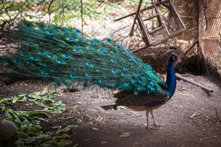 Peacock spread tail-feathers.