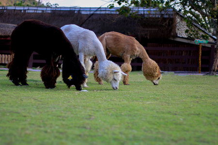 Alpaca, in the lovely zoo.