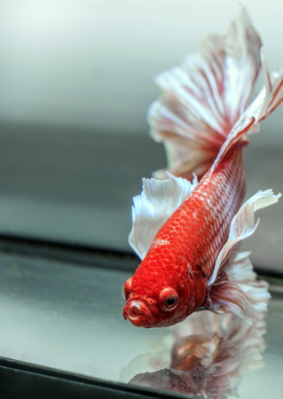 Fighting fish , beautiful fish , Beautiful colour.Siamese fighting fish.の写真素材