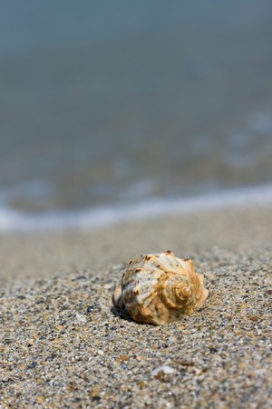Single seashell on the beach