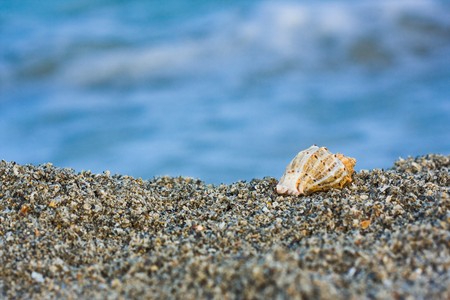 Single seashell on the beach