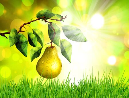 Pear on tree branch over spring natural green backgroundの写真素材
