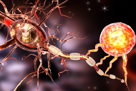 Supportive tissue of the nervous system. Neuron structure. Neuron, astrocyte glial cell,...