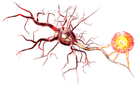 3d illustration of nerve cells, concept for Neurological Diseases, tumors and brain surgery.の写真素材