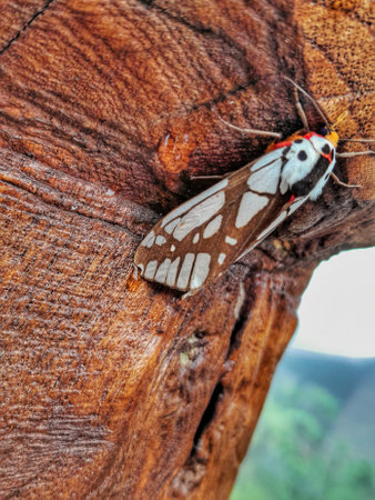 a moth in camouflage around wood fence in close up angleの写真素材