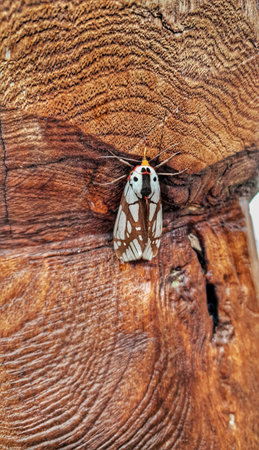a moth in camouflage around wood fence from above angleの写真素材