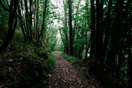 path in the green forest in the morning, photo as a background, digital imageの写真素材
