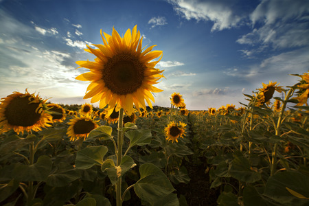 field of sunflowers blooming flower with a single dominantの写真素材