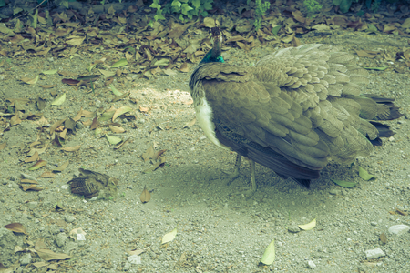 A bird with its hatchling in Spain, Europe