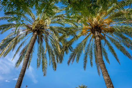 Palm trees against a blue sky in Seville, Spain, Europeの写真素材