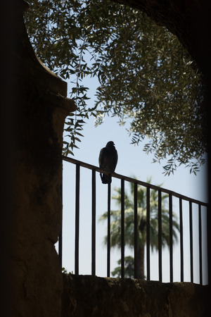 A pigeon resting on a grill in Alcazar palace, Cordoba, Spain, Europeのeditorial素材