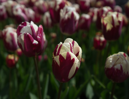 Beautiful colourful purple tulip flowers with beautiful background on a spring dayの写真素材