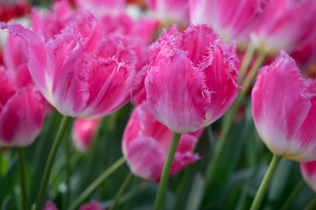 Beautiful colourful tulip flowers with beautiful background on a spring dayの写真素材