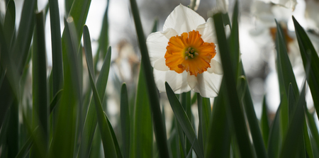 Beautiful colourful daffodil flowers with beautiful background on a spring day