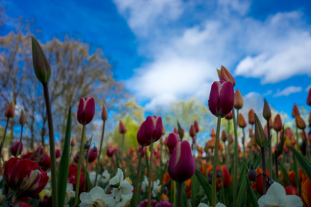 Beautiful colourful tulip flowers with beautiful background on a spring dayの写真素材