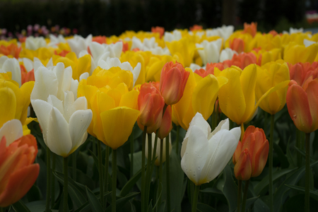 Beautiful colourful tulip flowers with beautiful background on a spring dayの写真素材