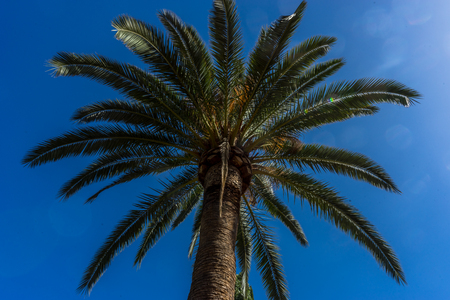 Tall palm tree at the Alhambra, Granada, Spain, Europe on a bright sunny summer day with clear blue skyの写真素材