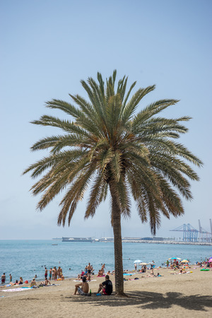tall palm tree along the Malaguera beach with ocean in the background in Malaga, Spain, Europe with clear blue skyのeditorial素材