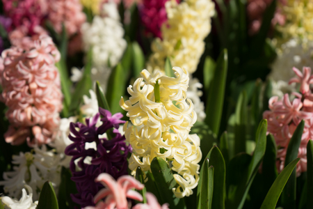 Colored hyacinth flowers at a garden in Lisse, Netherlands, Europe on a bright summer dayの写真素材