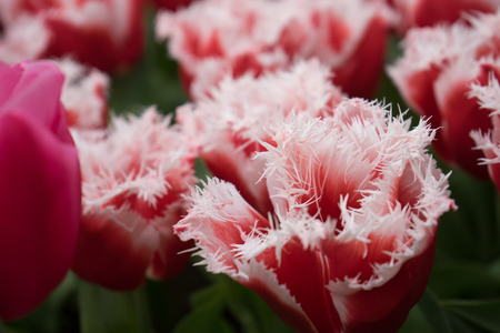 Red and white color tulip flowers in a garden in Lisse, Netherlands, Europe on a bright summer dayの写真素材