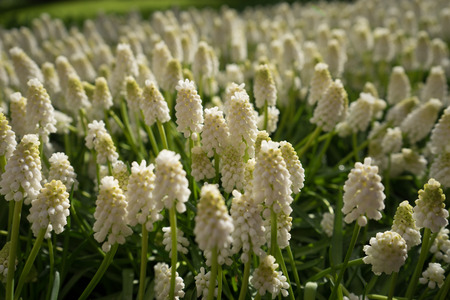 Colored hyacinth flowers at a garden in Lisse, Netherlands, Europe on a bright summer dayの写真素材