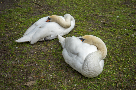 White Swan couple resting by a canal at Brugge, Belgium, Europeの写真素材