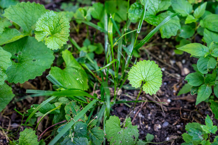 Plant with a large green leaf in Haagse Bos, forest in The Hague, Netherlands, Europe
