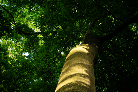 A tall tree with green leaves in Haagse Bos, forest in The Hague, Netherlands, Europe