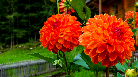 Switzerland, Lauterbrunnen, Europe,  CLOSE-UP OF RED FLOWERING PLANTの写真素材