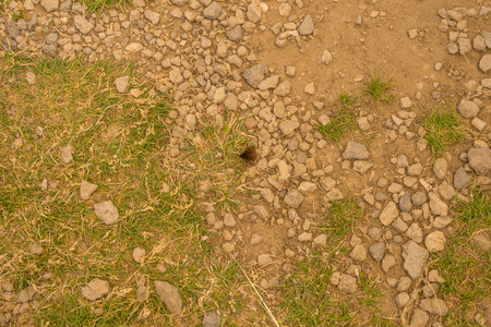 Italy, Alpe di Siusi, Seiser Alm with Sassolungo Langkofel Dolomite, a close up of a rock