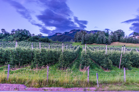 Alpe di Siusi, Seiser Alm with Sassolungo Langkofel Dolomite, a wine yard on the side of a roadの写真素材