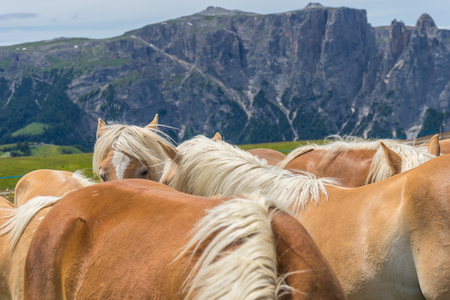 Italy, Alpe di Siusi, Seiser Alm with Sassolungo Langkofel Dolomite, a brown horse standing on top of a mountainの写真素材