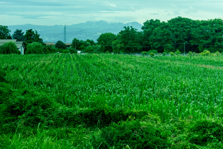 Europe, Italy, La Spezia to Kasltelruth train, a large green field with trees in the backgroundの写真素材