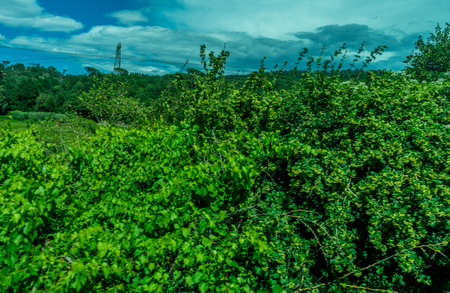 Europe, Italy, Florence to Pisa Train, a close up of a lush green forestの写真素材