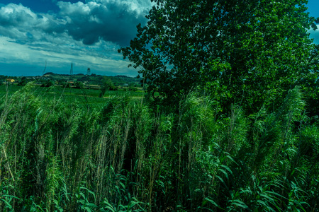 Europe, Italy, Florence to Pisa Train, a close up of a lush green fieldの写真素材